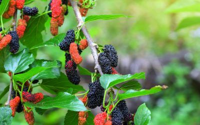 Efficiency of Mulberry Chlorophyll